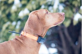 GPS kaelarihm DOG GPS X20 võimaldab jälgida teie koera liikumist kuni 20 kilomeetri kauguselt